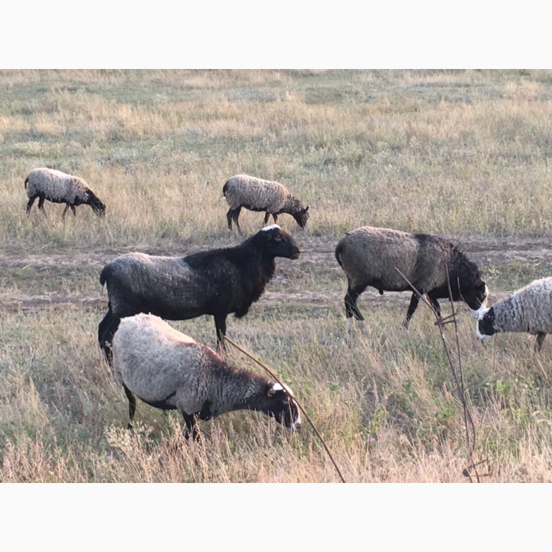 Фото 6. Романовские овцы, бараны, ярки