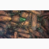 Морковь сорт Абако (2) на переработку