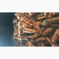 Морковь сорт Абако (2) на переработку