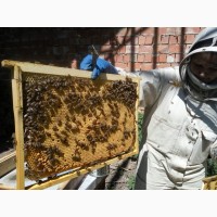 Бджолопакети 2019