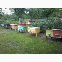 Бджолопакети 2019 Дадан