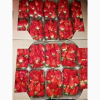 Продаж полуниці оптом ягода у євротарі