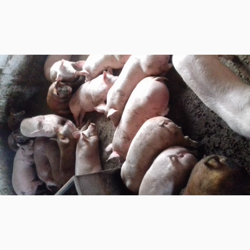 Фото 2. Продаю свиньи живым весом