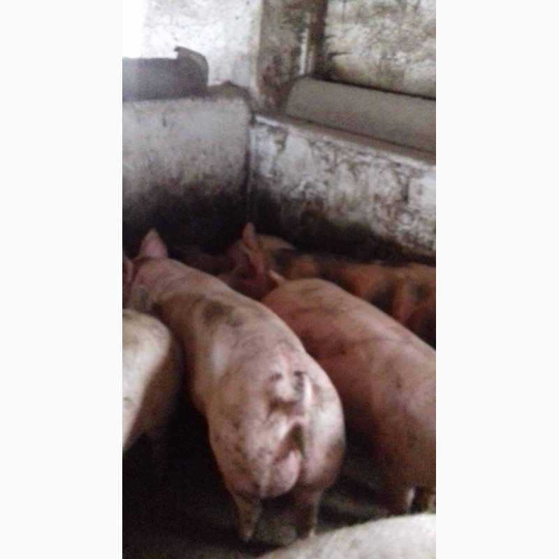 Фото 3. Продаю свиньи живым весом