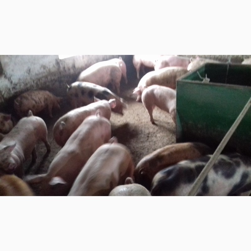 Фото 4. Продаю свиньи живым весом