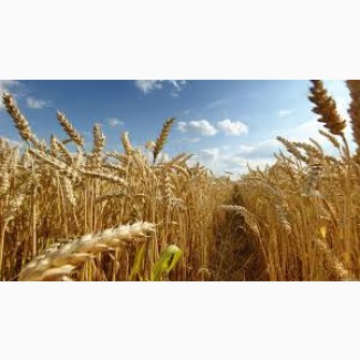 Покупаем пшеницу(Урожай 2019)