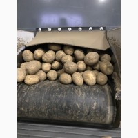 Продам товарный картофель сорт Гала