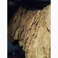 Продам листя табак берлі до 100кг