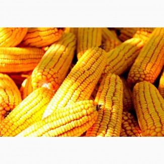 Семена кукурузы ВН 6763
