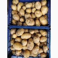 Продам ВІДБІРНУ молоду картоплю сорту Гранада, Торнадо