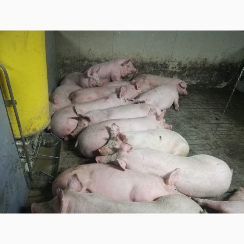 Фото 4. Продам свиней живою вагою