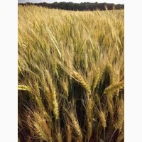 Семена озимой пшеницы ВЕТЕРАН