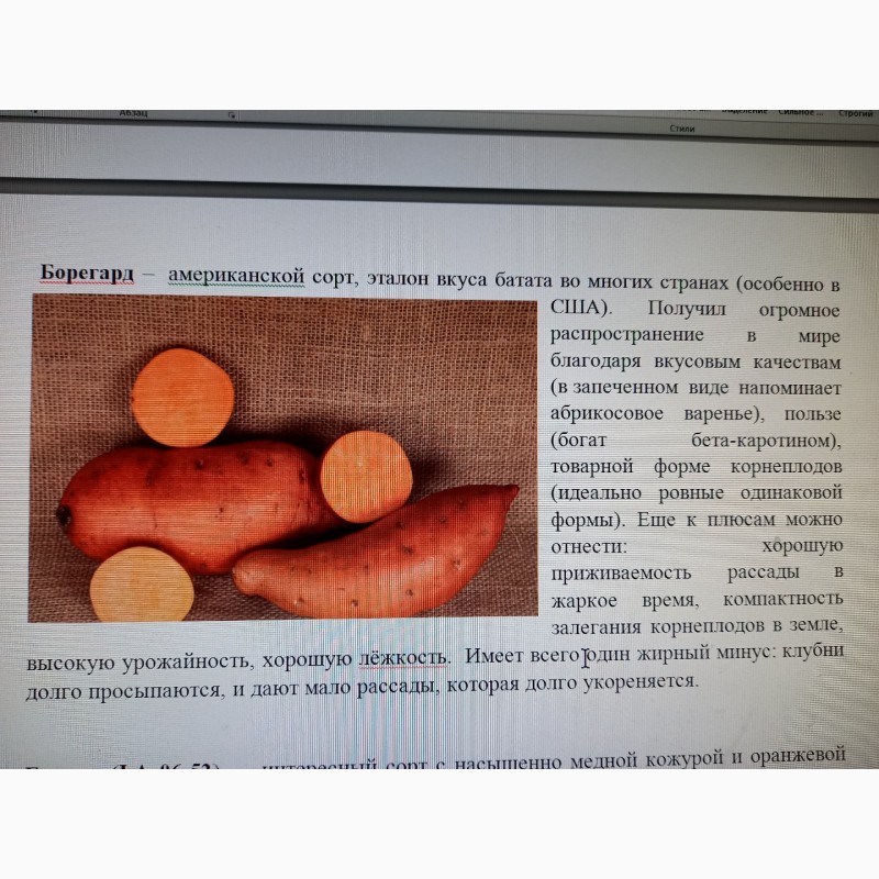 Фото 7. Батат оранжевых сортов рассада и клубни маточные 25 грн