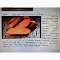 Батат оранжевых сортов рассада и клубни маточные 25 грн