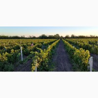 Уникальный сад грецкого ореха с питомником, виноградник, пахотная земля, площадью 205 га