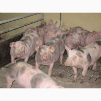 Харківський м#039;ясокомбінат купує свинєй, худобу або баранів