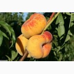 Саженцы персика и нектарина