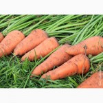Продам морковь оптом с поля
