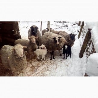Терміново продам романівські овечки