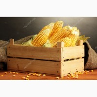 Продадим семена кукурузы оптом