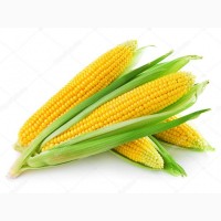 Продадим семена кукурузы оптом