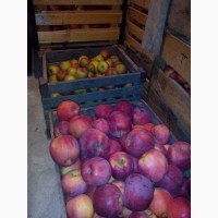 Продам яблука різні сорта
