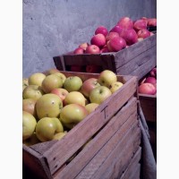 Продам яблука різні сорта
