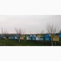 Продам бджолопакети і бджолосім’ї з вуликами карпатської породи на даданівську рамку