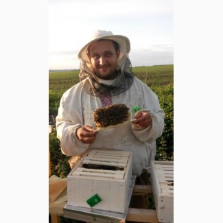 НЕПЛІДНІ МАТКИ! Бджоломатки української степової породи 2023 року
