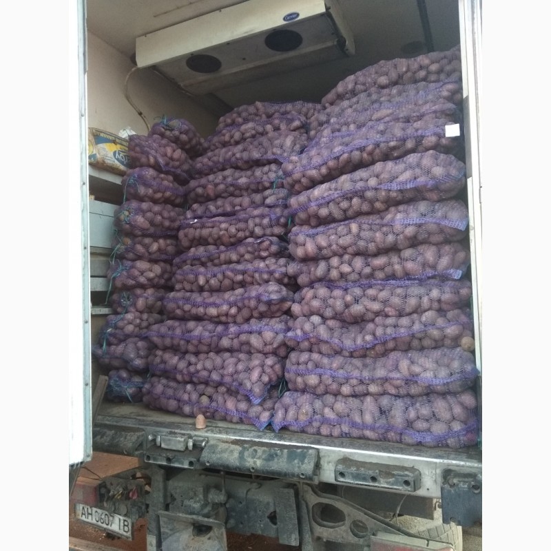 Фото 3. Оптовий продаж картопли