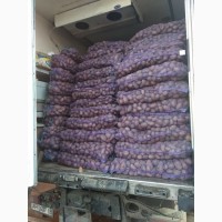 Оптовий продаж картопли