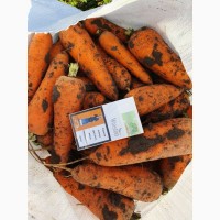 Продам морковь, сорт Буливар