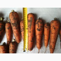 Продам морковь, сорт Буливар