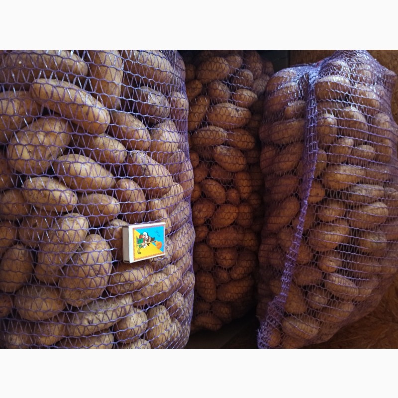 Фото 4. Продам насіння картоплі сорту Арізона, Гранада
