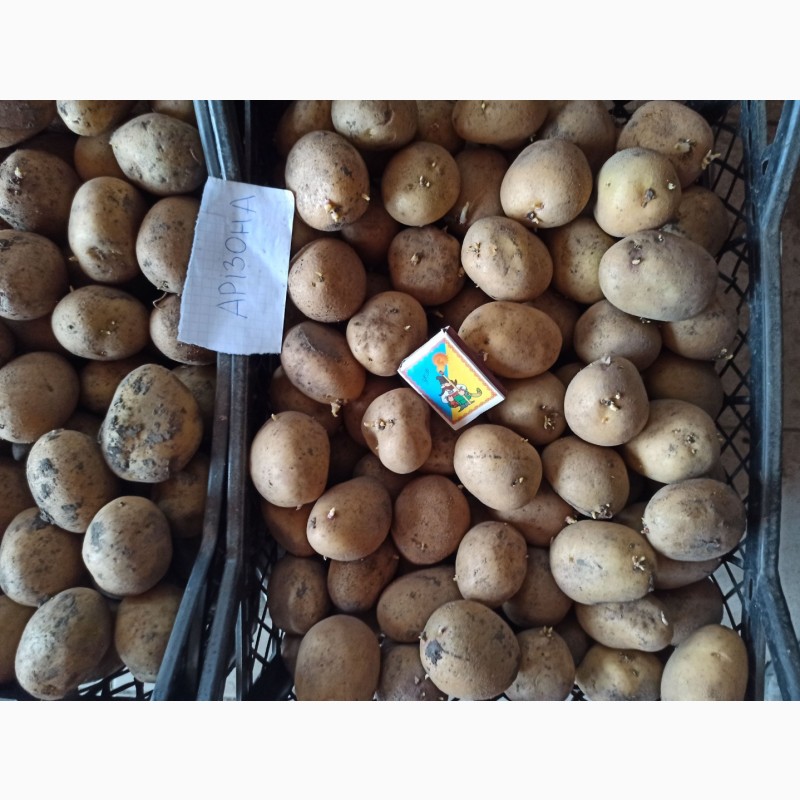 Фото 2. Продам насіння картоплі сорту Арізона, Гранада