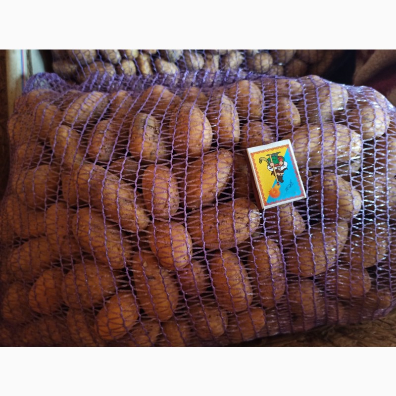 Фото 3. Продам насіння картоплі сорту Арізона, Гранада
