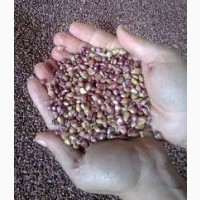 Виробник ТОВ Двірецька грядка пропонує насіння часника а саме воздушка