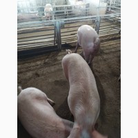 Продажа свиней мясной породы 1, 2 категория