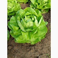 Продам салат и зелень от производителя