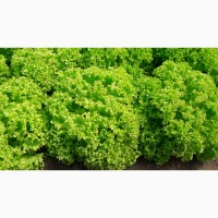 Продам салат и зелень от производителя