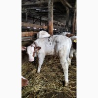 Реалізація телят від молочних корів 35 -50 кг