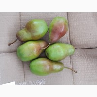 Продам грушу Талгарка, Ноябрська