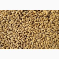 Продам фуражну пшеницю 500 т