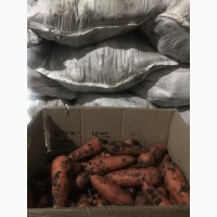 Продам моркву Полтава