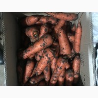 Продам моркву Полтава