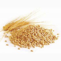 Продам пшеницю 3 клас 580 тонн, Чернігівська обл