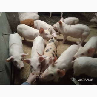 Харківський м#039;ясокомбінат проводить закупівлю свиней ВРХ та баранів