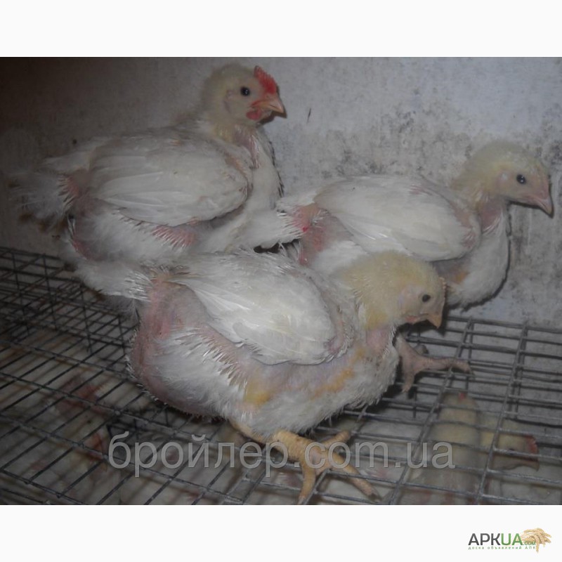 Фото 2. Продам подрощенных цыплят бройлеров Кобб 500