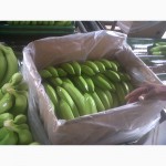 Бананы из Эквадора от производителя