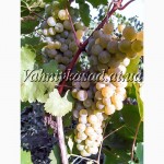 Саджанці винограду Цитроний Магарача